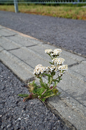 Achillea millefolium, common yarrow growing on a dry crack in pavementの写真素材
