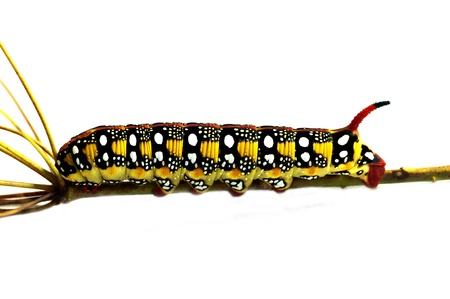 caterpillar walking on branch white backgroundの写真素材