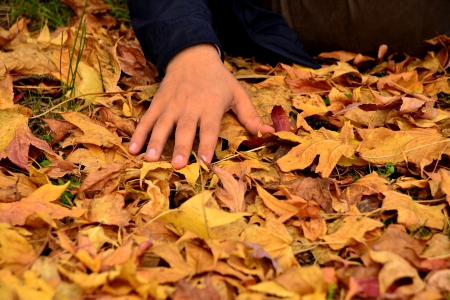 vivid autumn leaves fallen on the groundの写真素材