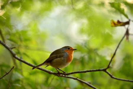 a portrait of a little and fantastic bird