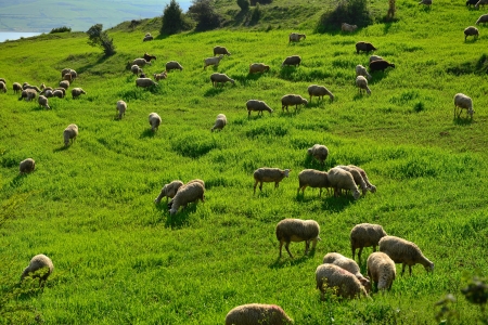 green meadow and Sheep Grazingの写真素材