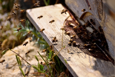 bees flying in front of a beehive