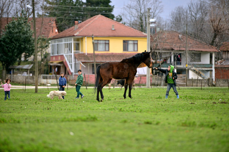 SAKARYA , TURKEY - FEBRUARY 4, 2013  Undefined appearing in Sakarya children in rural areas with animals on February 4, 2013, in Turkey  Sakarya region of Turkey is one of the wettest のeditorial素材