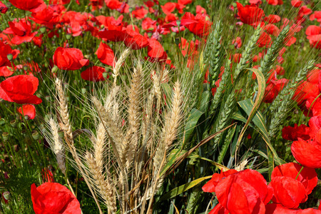 Red poppies in the middle of dry and green wheat earsの写真素材