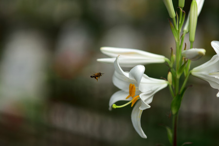 honey bee in front of a beautiful white lilyの写真素材