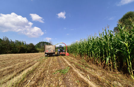 BOLU, TURKEY - SEPTEMBER 15, 2015: "Harvesting corn for livestock silage" on september 15, 2015 Bolu, Turkeyのeditorial素材