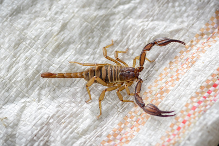 poisonous scorpion on a white background