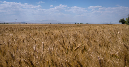 ears of wheat and cloudy blue skyの写真素材