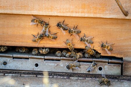 Bees returning from honey collection to yellow hive. Bees at entrance. Honey-bee colony guards hive...