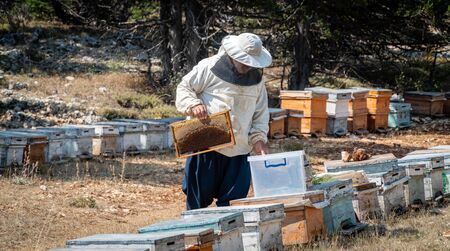 Beekeeper working collect honey. Beekeeping concept. Working apiarist and frame with bees.