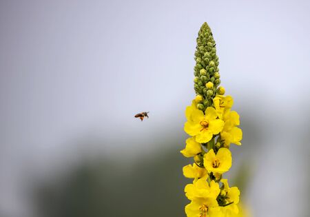 a honey bee flying near a yellow flower