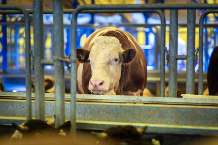 Animal for the Feast of Sacrifice. (Kurban Bayrami, aid al adha) sacrifice holiday. Turkey.のeditorial素材