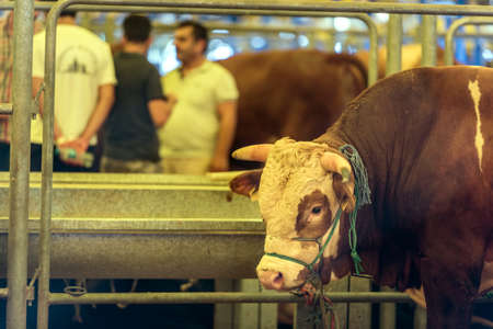 Animal for the Feast of Sacrifice. (Kurban Bayrami, aid al adha) sacrifice holiday. Turkey.のeditorial素材