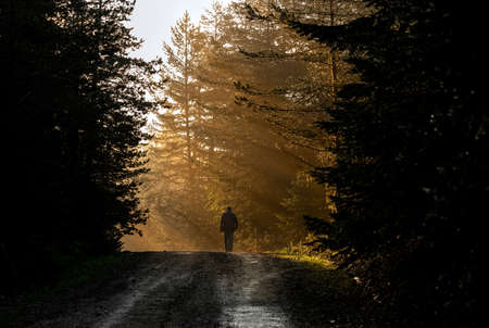 A big pile of wood in a forest roadの写真素材