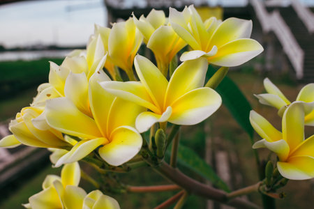 Close up of white and yellow frangipani flowersの写真素材