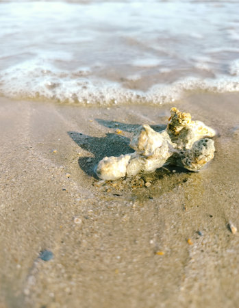 Coral on the beach, close-up of photoの写真素材