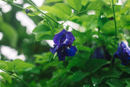 Clitoria ternatea, Butterfly pea or butterfly peaの写真素材