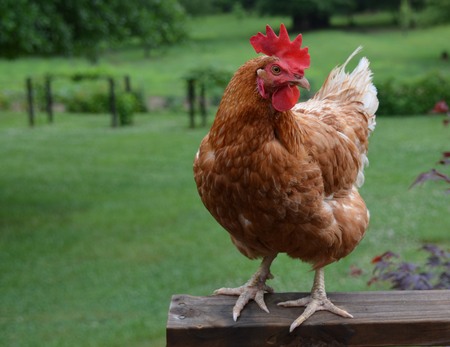 Brown Egg Laying Chicken