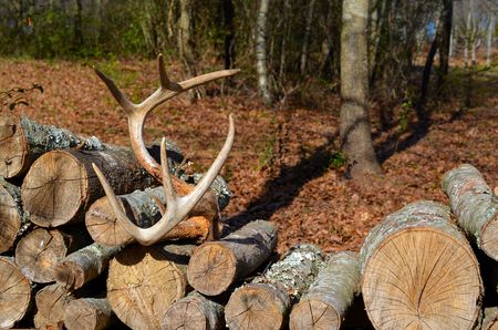 Woodpile with antlersの写真素材