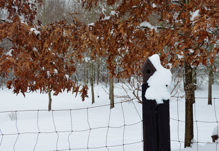 Birdhouse in the snow, with leaves in the treesの写真素材