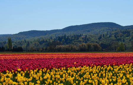 Colorful Tulip fieldsの写真素材