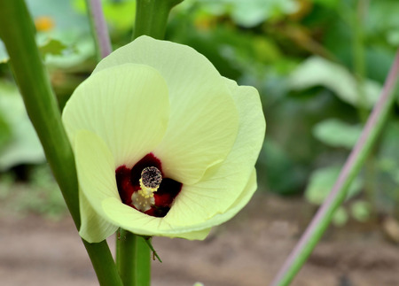 Okra blossomの写真素材