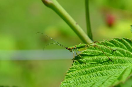 Katydid, grasshopper, insect on a leaf