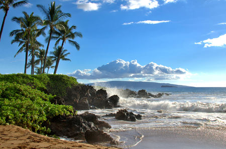 Tropical Hawaiian beach with palm treesの写真素材