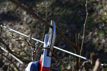 Clipping grapevine with prunning shears.の写真素材