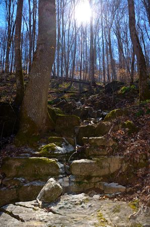 Rocky gully path trail walkway through hardwood forestの写真素材