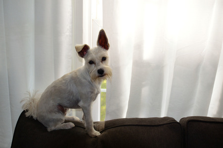 Westy terrier schnauzer pet dog