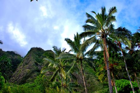 Tropical Iao Valley Park, Palm trees and foliageの写真素材