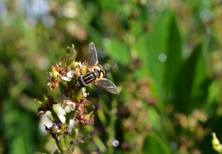 Hoverfly, flower fly, syrphidae. Colorful yellow, black and white fly gathering nectar pollen from a...