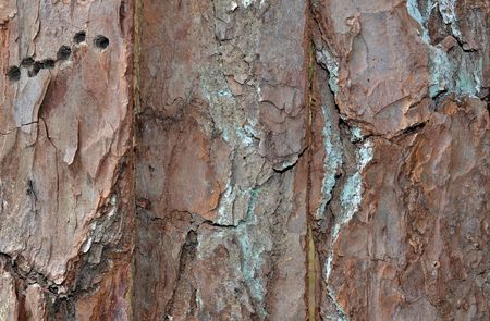Rustic textured wood bark boards, abstract backgroundの写真素材