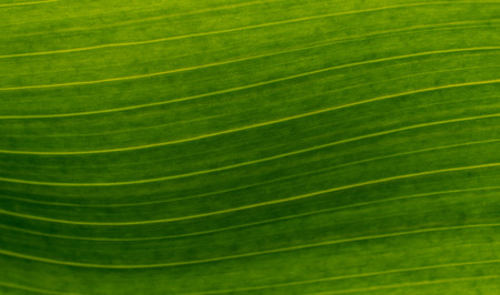 Abstract green background.  Macro of lined natural leaf.  Beautiful texture and pattern.の写真素材