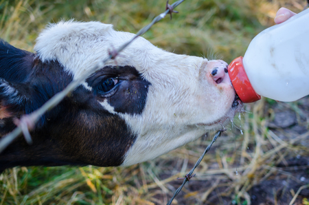 Baby calf drinking from bottle. Daily farm chores of taking care of livestock. Cute image of baby cow drinking from bottle.の写真素材