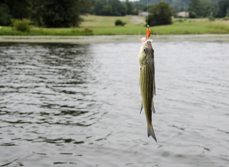 Striped bass caught on fisherman's fishing line. Fun and recreation of sport fishing on freshwater...