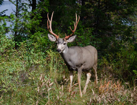 Trophy mule deer buck, 10 point, in natural outdoor setting. Wildlife scene of majestic mature buck with large rack. Hunting for big game deer with antlers.の写真素材
