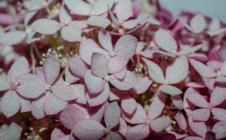 Pink Hydrangea blossoms. Up close image of beautiful Hydrangea petals. Excellent background or backdrop of colorful flowers.の写真素材