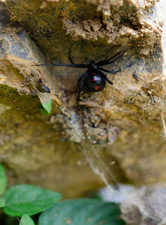 Black Widow Spider in natural outdoor setting. Red hourglass on underbelly of this poisonous shiny...