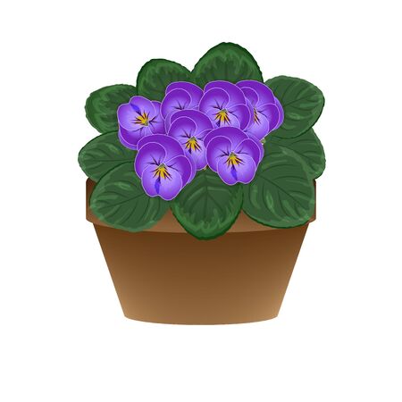 Violet flowers in a flower pot on a white background. Designed for interior design, card design. Isolated stock illustration. Vector.のイラスト素材