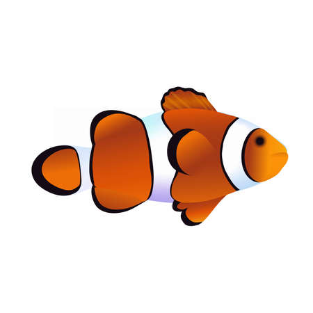 Exotic Fish Amphipion, Clown Fish.のイラスト素材