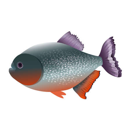 Exotic colorful piranha fishのイラスト素材
