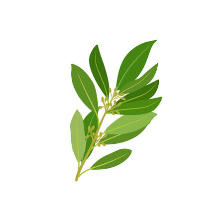A sprig of fresh bay leavesのイラスト素材