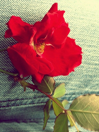 Fragile Rose     の写真素材