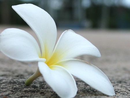 The fallen flowerの写真素材