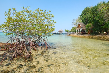 Mangrove and massage hut place near by the sea shoreの写真素材