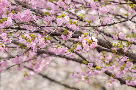Japan cherry blossom, Sakura, which will fully blooming in summer seasonの写真素材