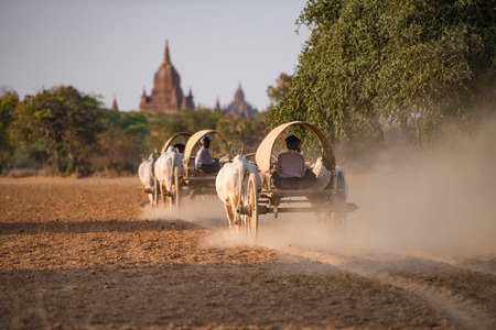 Burmese rural transportation with two white oxen pulling wooden cart on dusty road at Bagan, Myanmar (Burma).の写真素材
