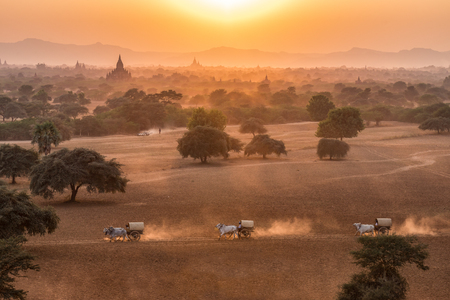 Burmese rural transportation with two white oxen pulling wooden cart on dusty road at Bagan, Myanmar (Burma).の写真素材